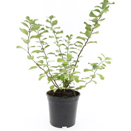 Bjørkebladspirea 'Tor'