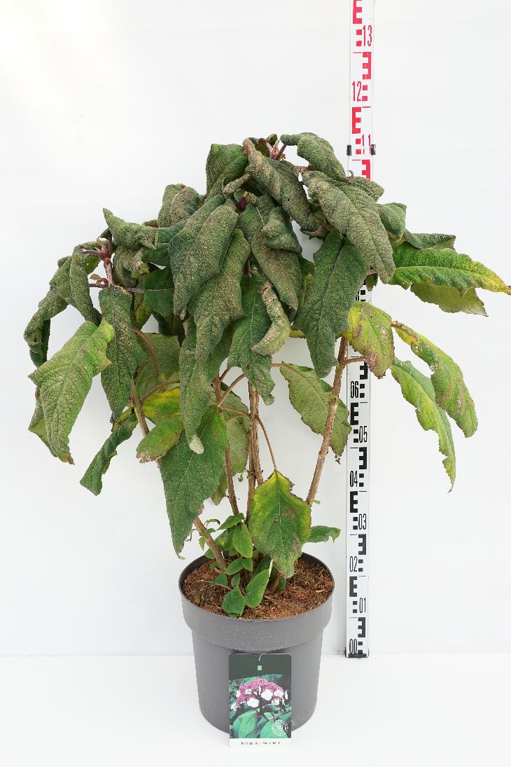 Sargenthortensia 'Macrophylla'