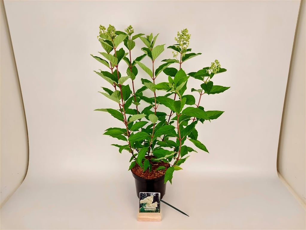 Vierhortensia 'Grandiflora'