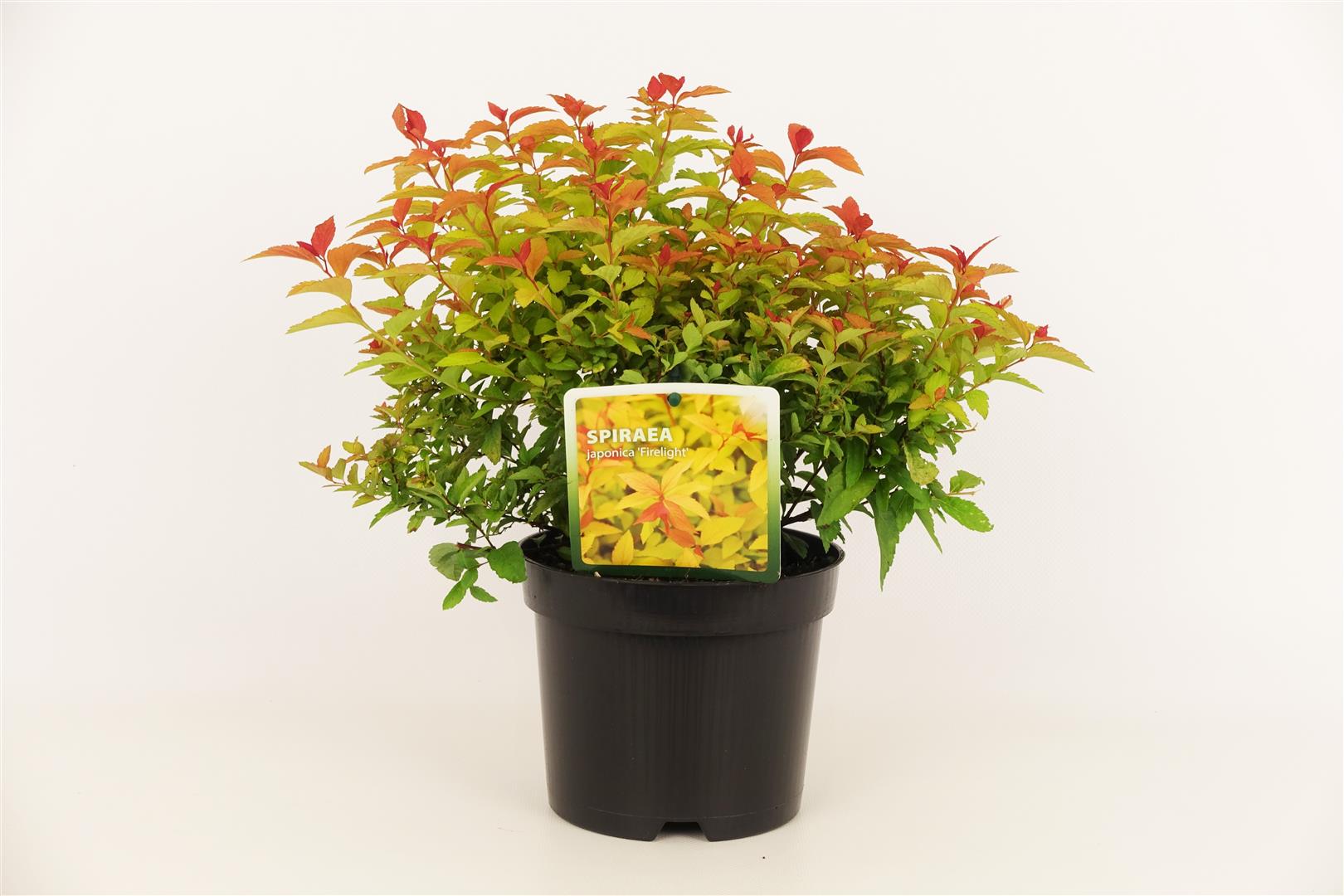 Japanspirea 'Firelight'