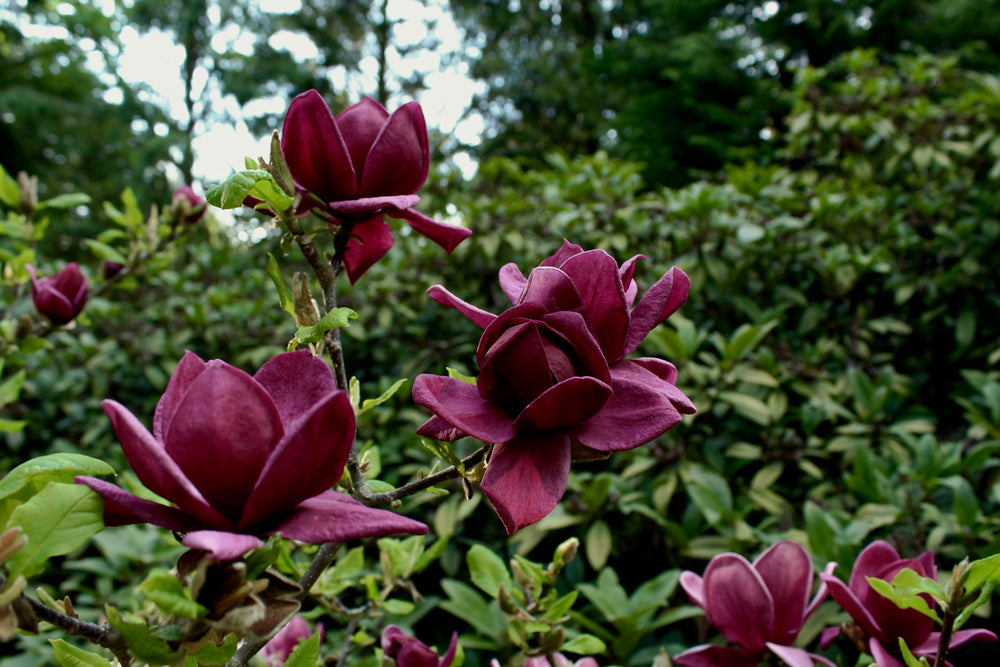 Brooklyn-magnolia 'Black Beauty'