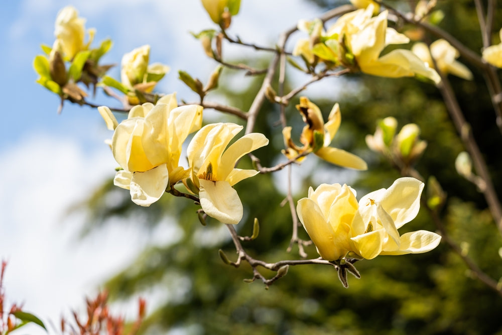 Brooklyn-magnolia 'Yellow Bird'
