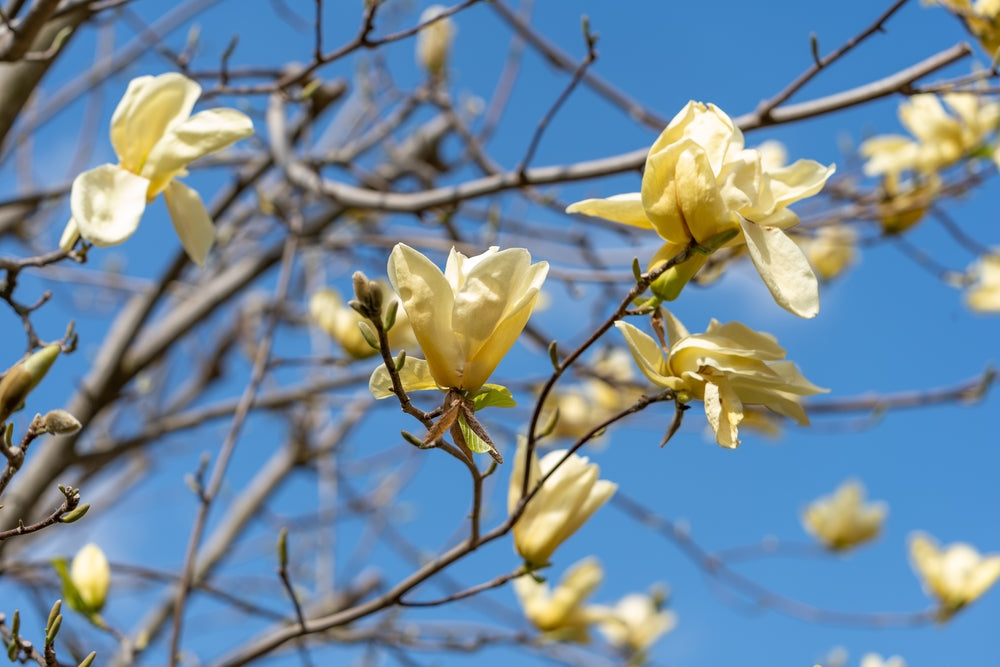 Brooklyn-magnolia 'Yellow Bird'