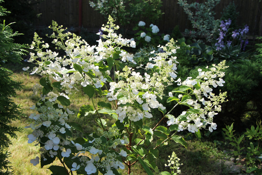 Syrinhortensia 'Pink Lady'