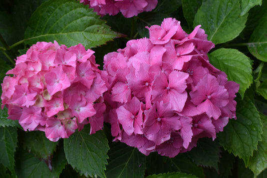 Storbladhortensia 'Bouquet Rose'