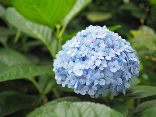 Storbladhortensia 'Nikko Blue'