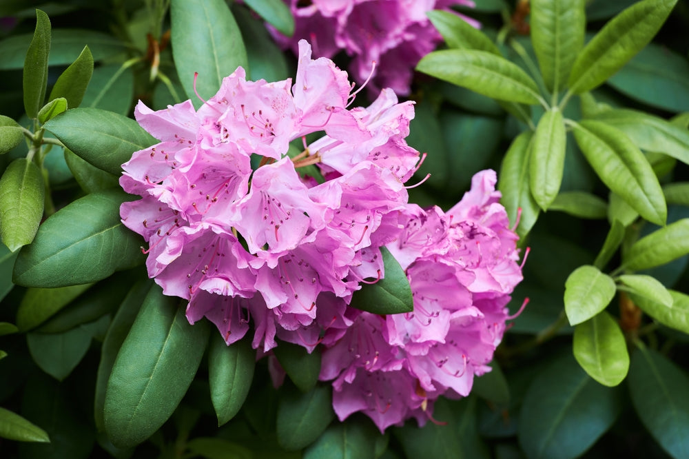 Catawba-rhododendron 'Grandiflorum'