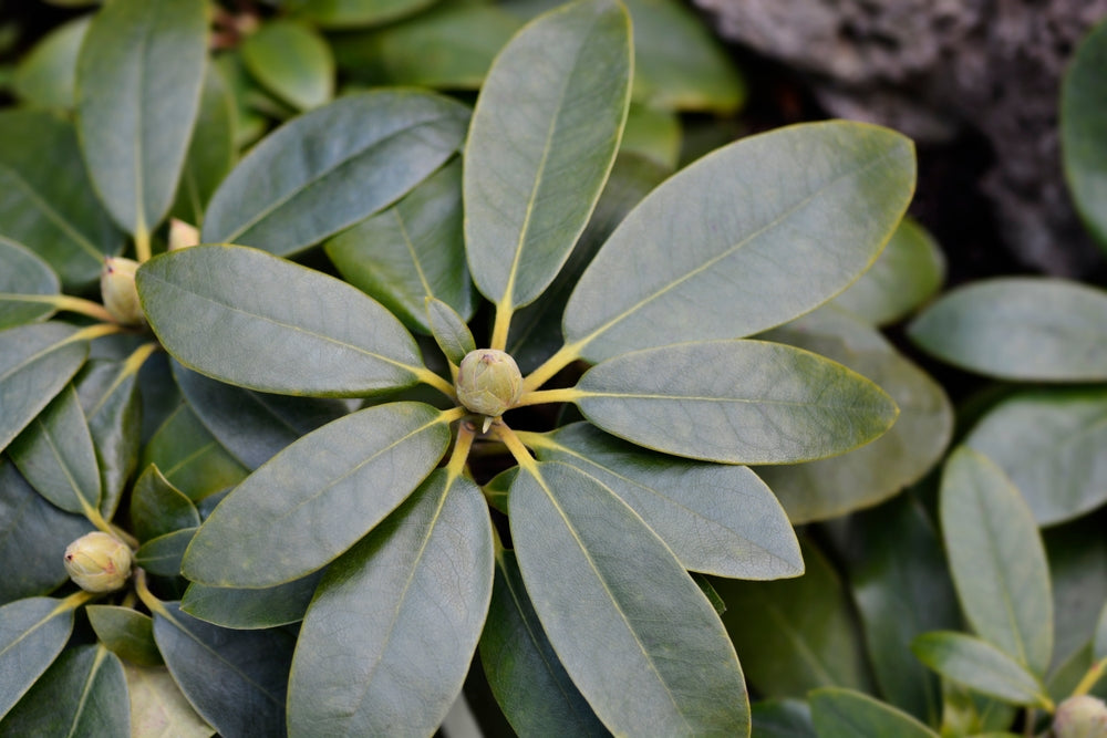 Catawba-rhododendron 'Grandiflorum'