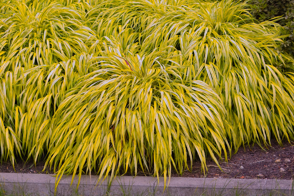 Hakonechloa macra 'Aureola'